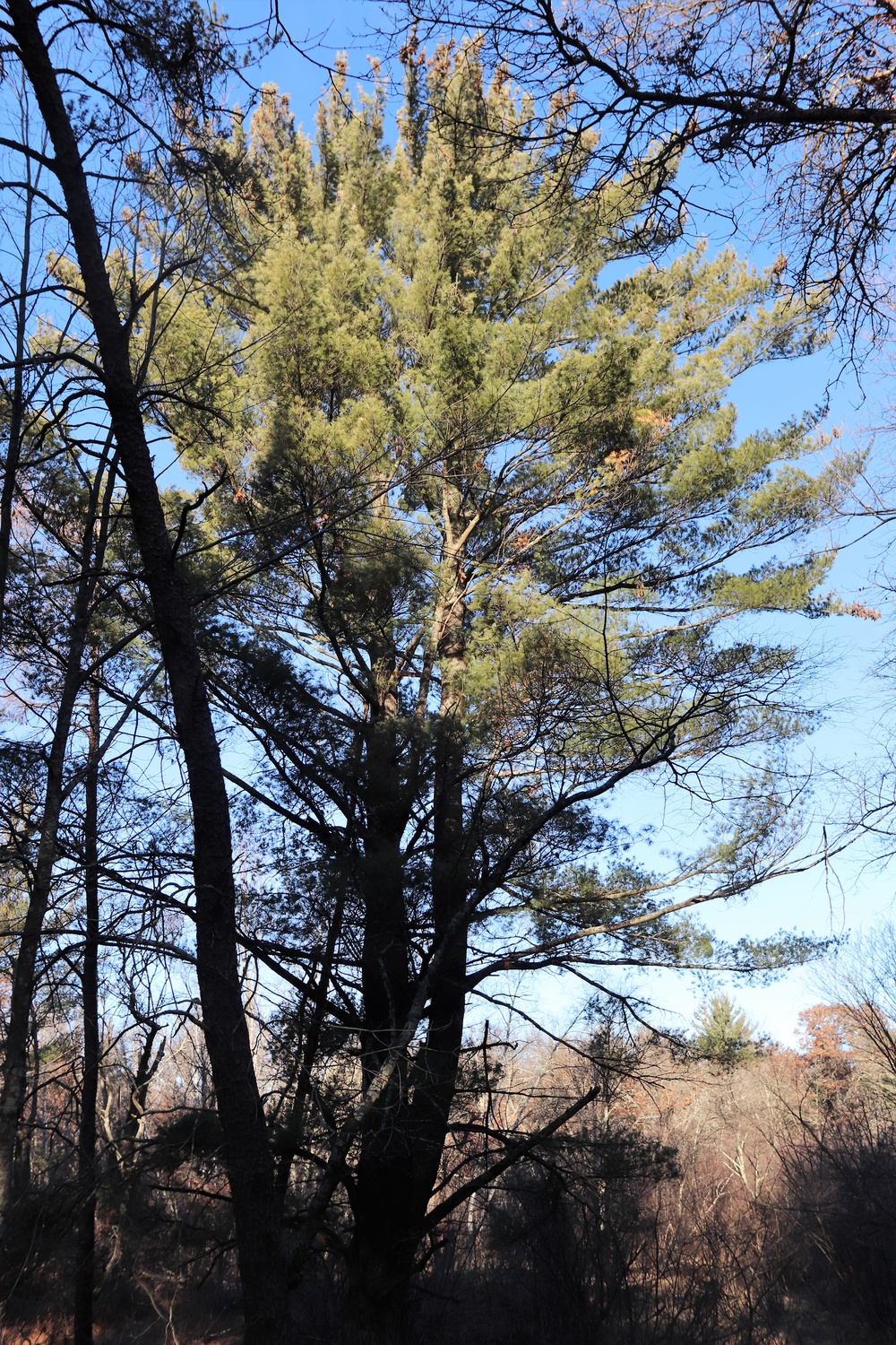 Century-old tree documented in Fort McCoy’s Pine View Recreation Area