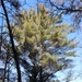 Century-old tree documented in Fort McCoy’s Pine View Recreation Area