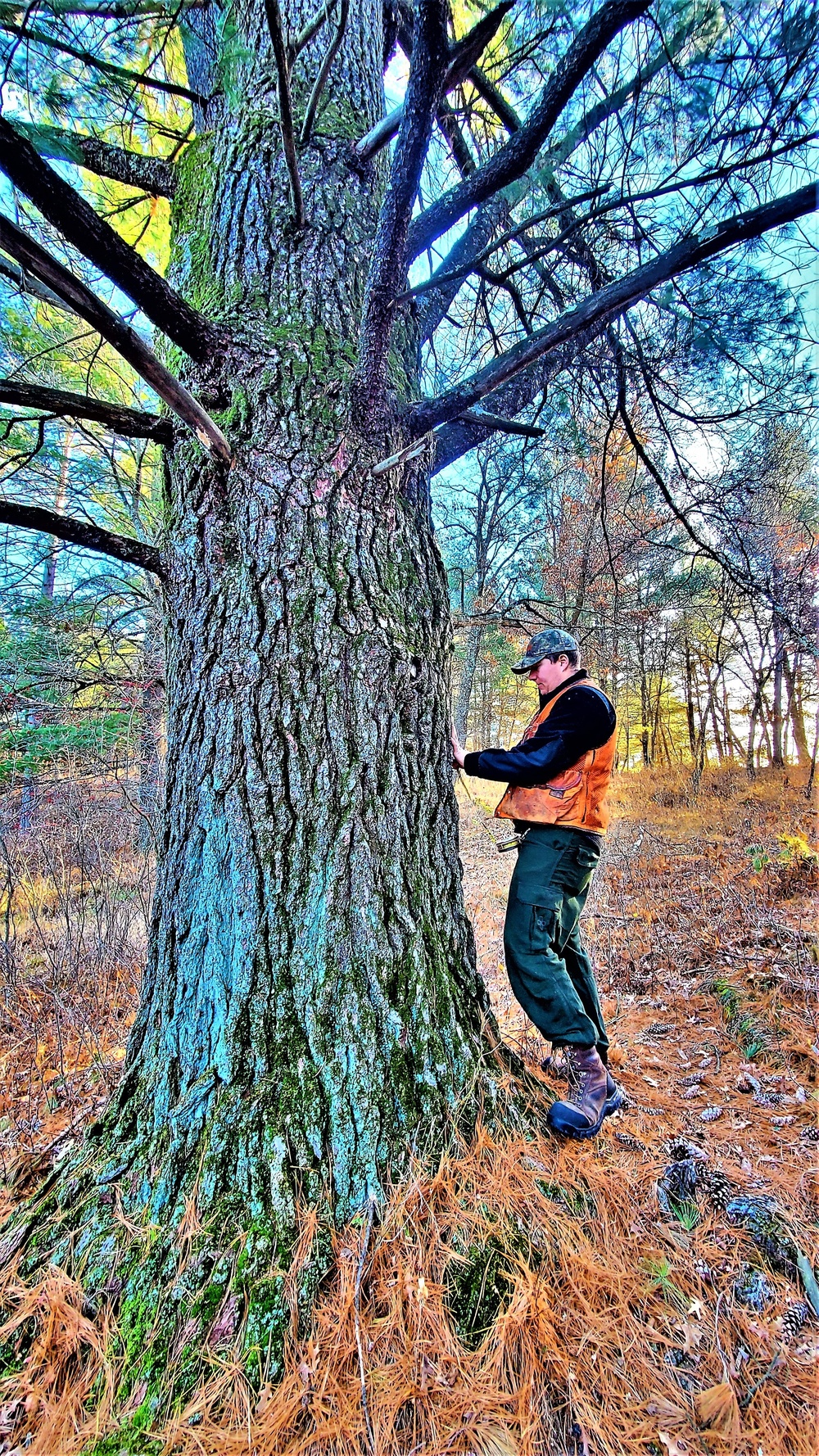 Century-old tree documented in Fort McCoy’s Pine View Recreation Area