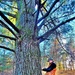 Century-old tree documented in Fort McCoy’s Pine View Recreation Area