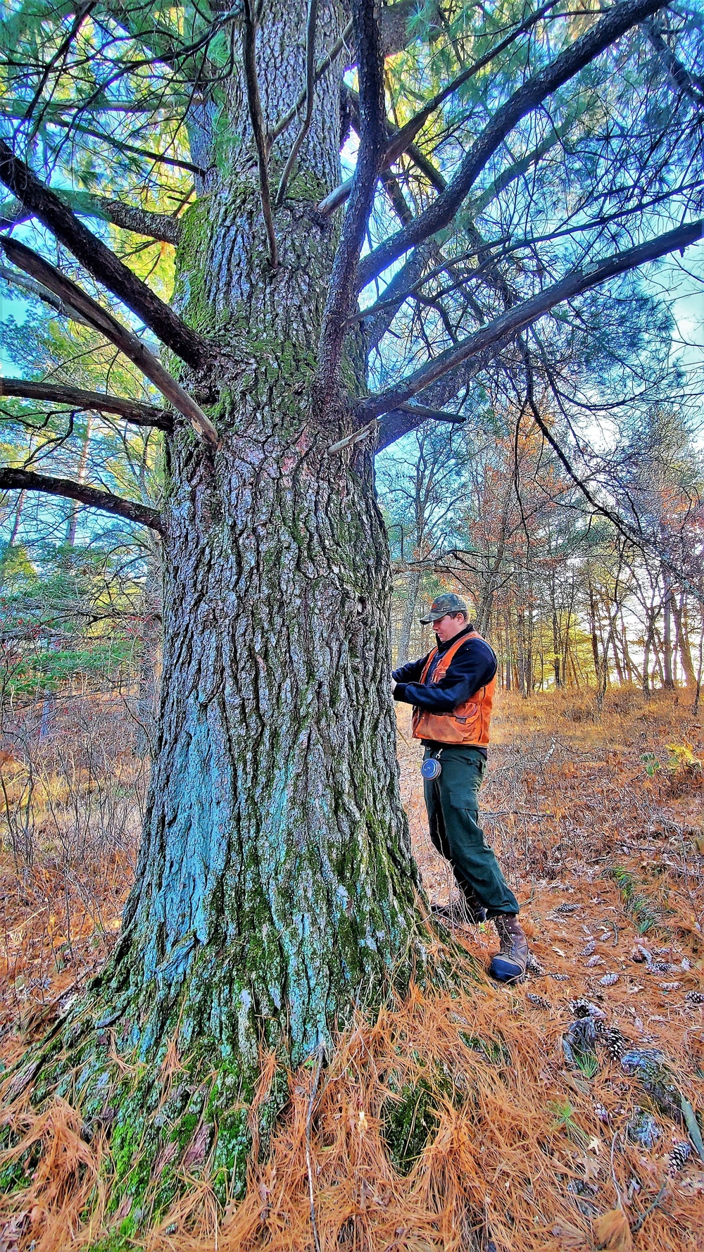 Century-old tree documented in Fort McCoy’s Pine View Recreation Area