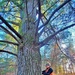 Century-old tree documented in Fort McCoy’s Pine View Recreation Area