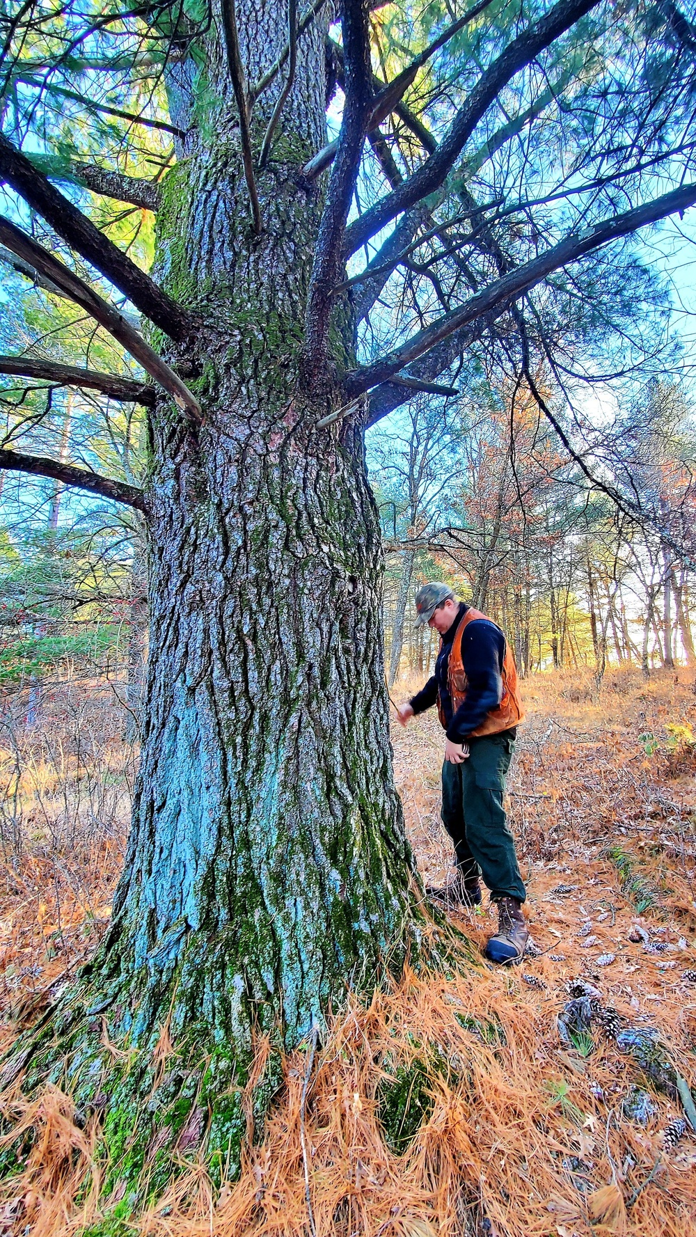 Century-old tree documented in Fort McCoy’s Pine View Recreation Area