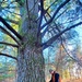 Century-old tree documented in Fort McCoy’s Pine View Recreation Area