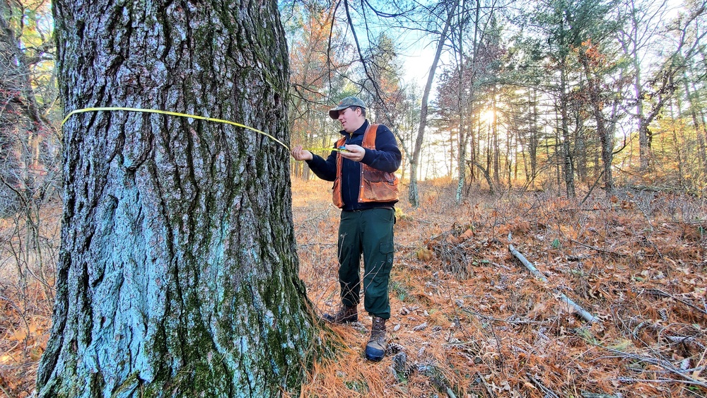 Century-old tree documented in Fort McCoy’s Pine View Recreation Area