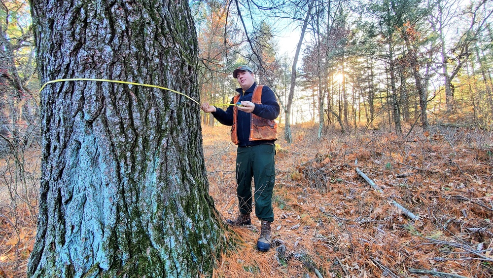 Century-old tree documented in Fort McCoy’s Pine View Recreation Area