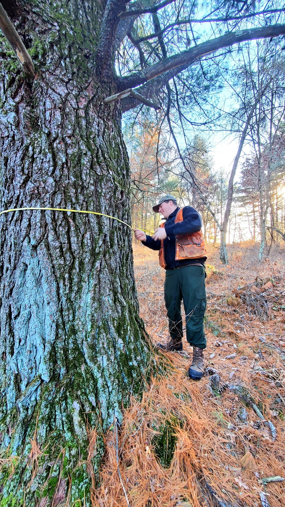 Century-old tree documented in Fort McCoy’s Pine View Recreation Area