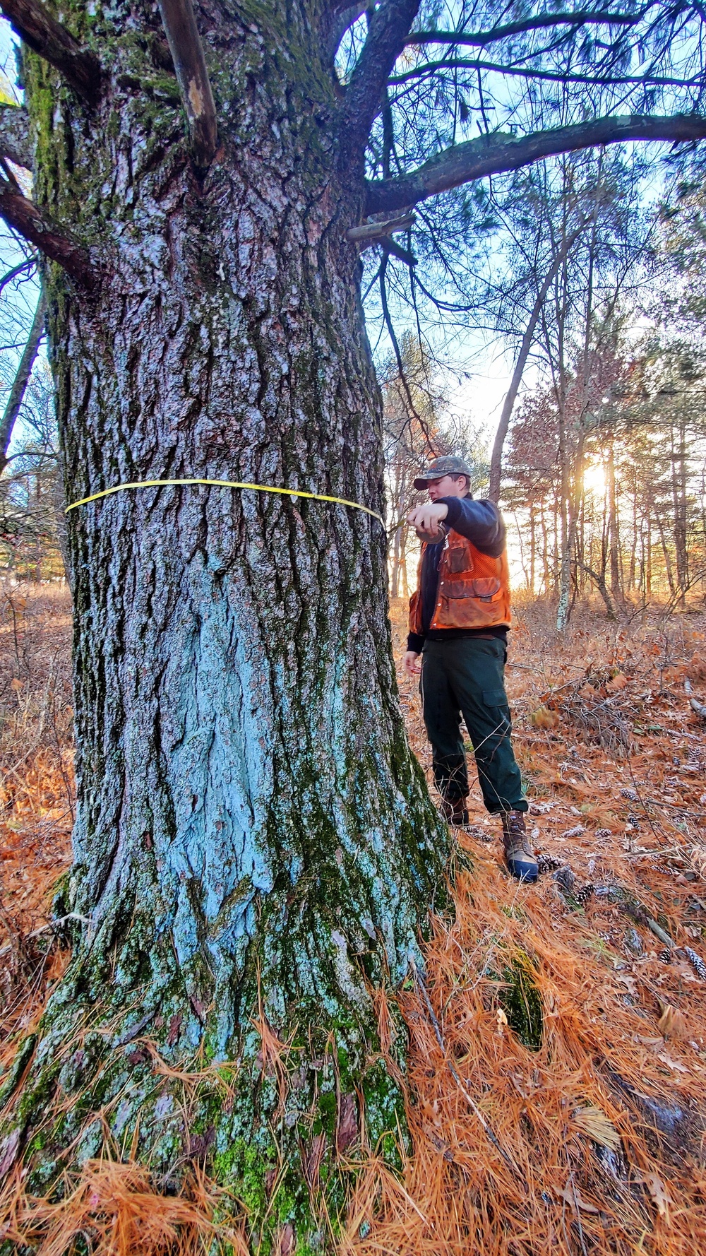 Century-old tree documented in Fort McCoy’s Pine View Recreation Area