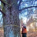 Century-old tree documented in Fort McCoy’s Pine View Recreation Area