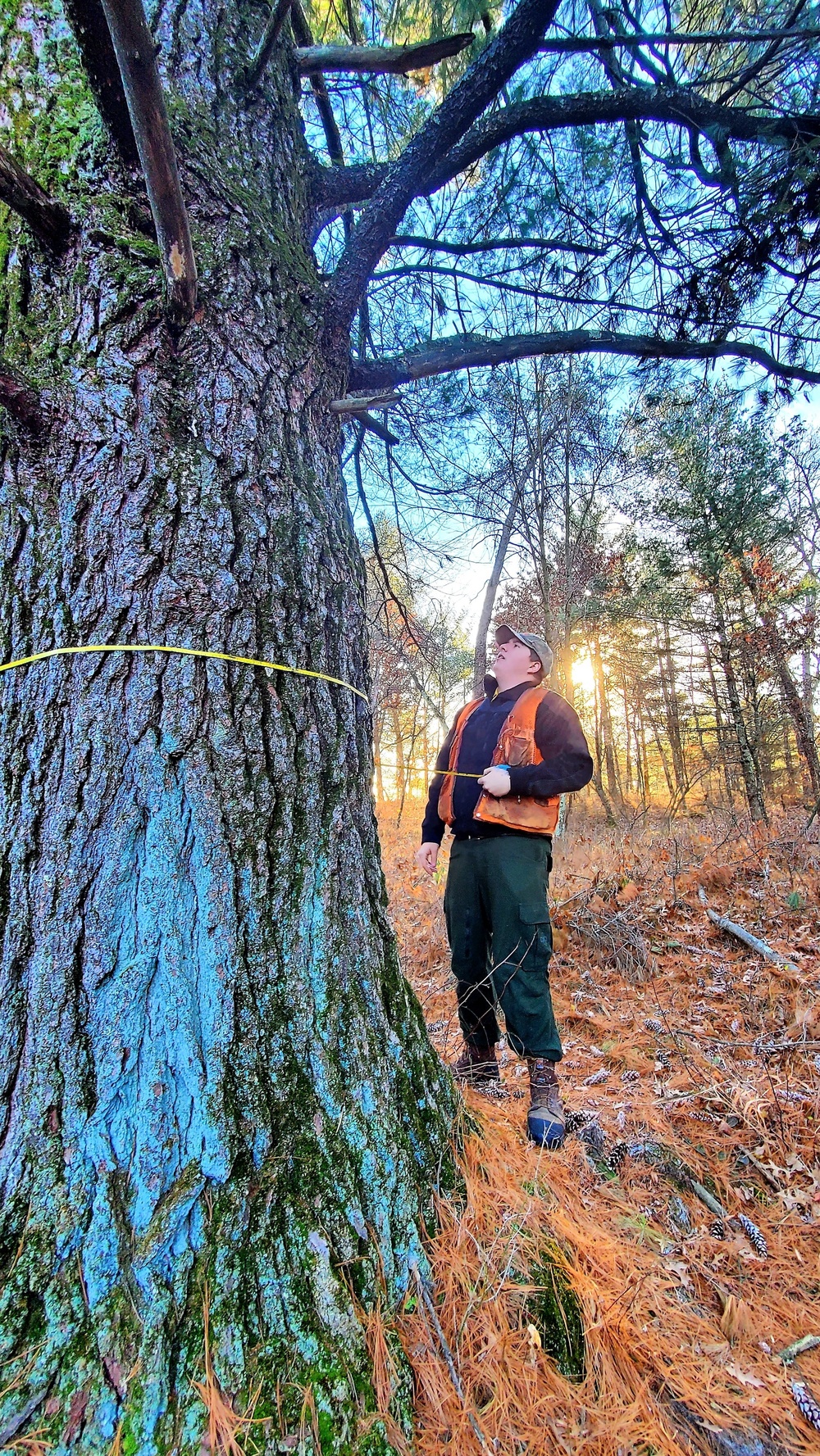 Century-old tree documented in Fort McCoy’s Pine View Recreation Area