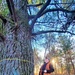 Century-old tree documented in Fort McCoy’s Pine View Recreation Area