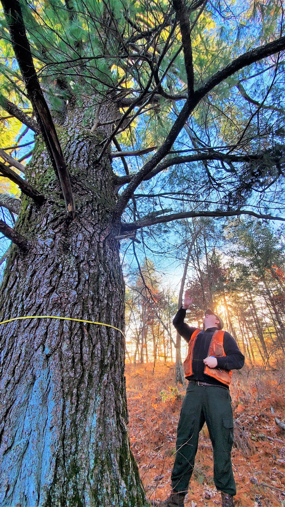 Century-old tree documented in Fort McCoy’s Pine View Recreation Area