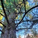 Century-old tree documented in Fort McCoy’s Pine View Recreation Area