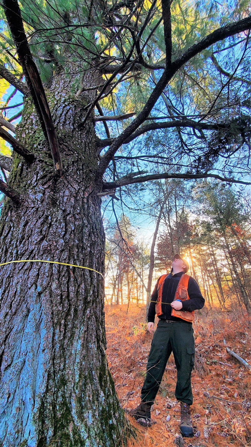 Century-old tree documented in Fort McCoy’s Pine View Recreation Area