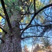 Century-old tree documented in Fort McCoy’s Pine View Recreation Area