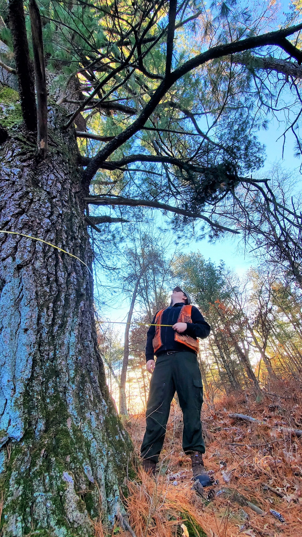 Century-old tree documented in Fort McCoy’s Pine View Recreation Area