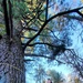 Century-old tree documented in Fort McCoy’s Pine View Recreation Area