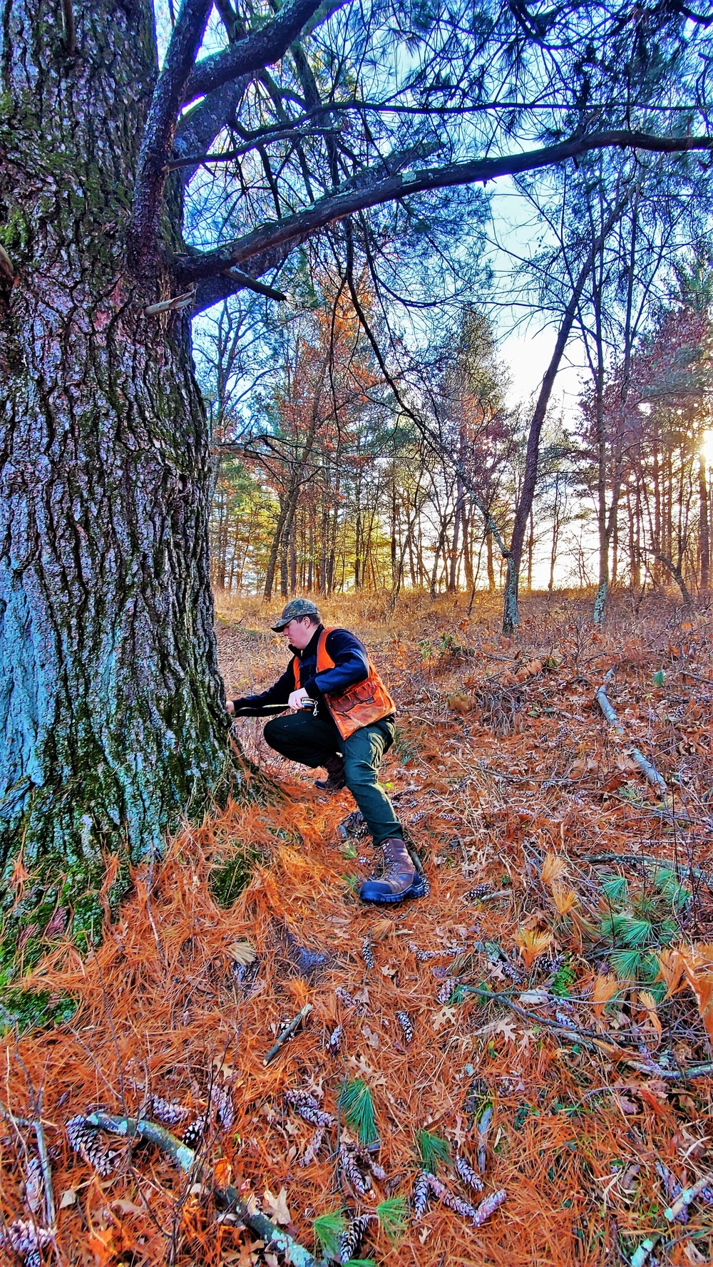 Century-old tree documented in Fort McCoy’s Pine View Recreation Area