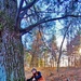 Century-old tree documented in Fort McCoy’s Pine View Recreation Area