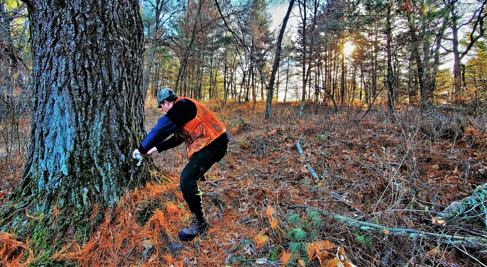 Century-old tree documented in Fort McCoy’s Pine View Recreation Area