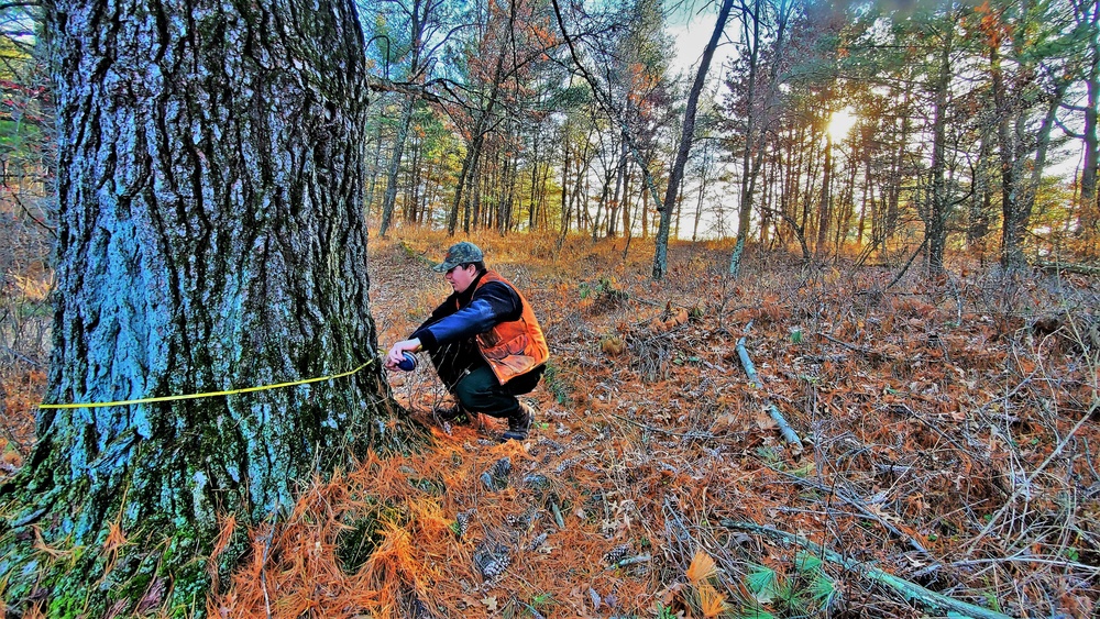 Century-old tree documented in Fort McCoy’s Pine View Recreation Area