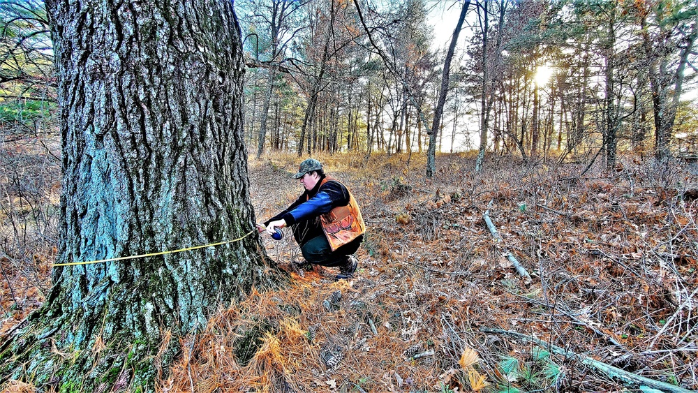 Century-old tree documented in Fort McCoy’s Pine View Recreation Area