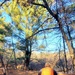 Century-old tree documented in Fort McCoy’s Pine View Recreation Area