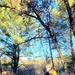 Century-old tree documented in Fort McCoy’s Pine View Recreation Area