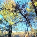 Century-old tree documented in Fort McCoy’s Pine View Recreation Area