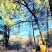 Century-old tree documented in Fort McCoy’s Pine View Recreation Area