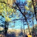 Century-old tree documented in Fort McCoy’s Pine View Recreation Area