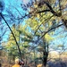 Century-old tree documented in Fort McCoy’s Pine View Recreation Area