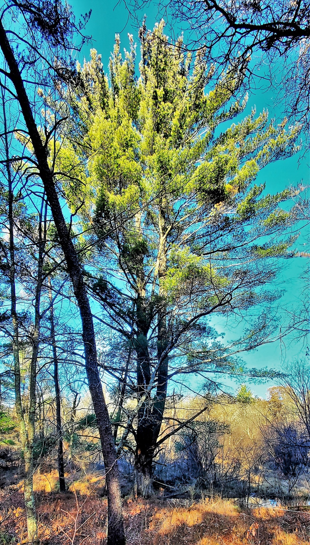 Century-old tree documented in Fort McCoy’s Pine View Recreation Area