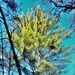 Century-old tree documented in Fort McCoy’s Pine View Recreation Area