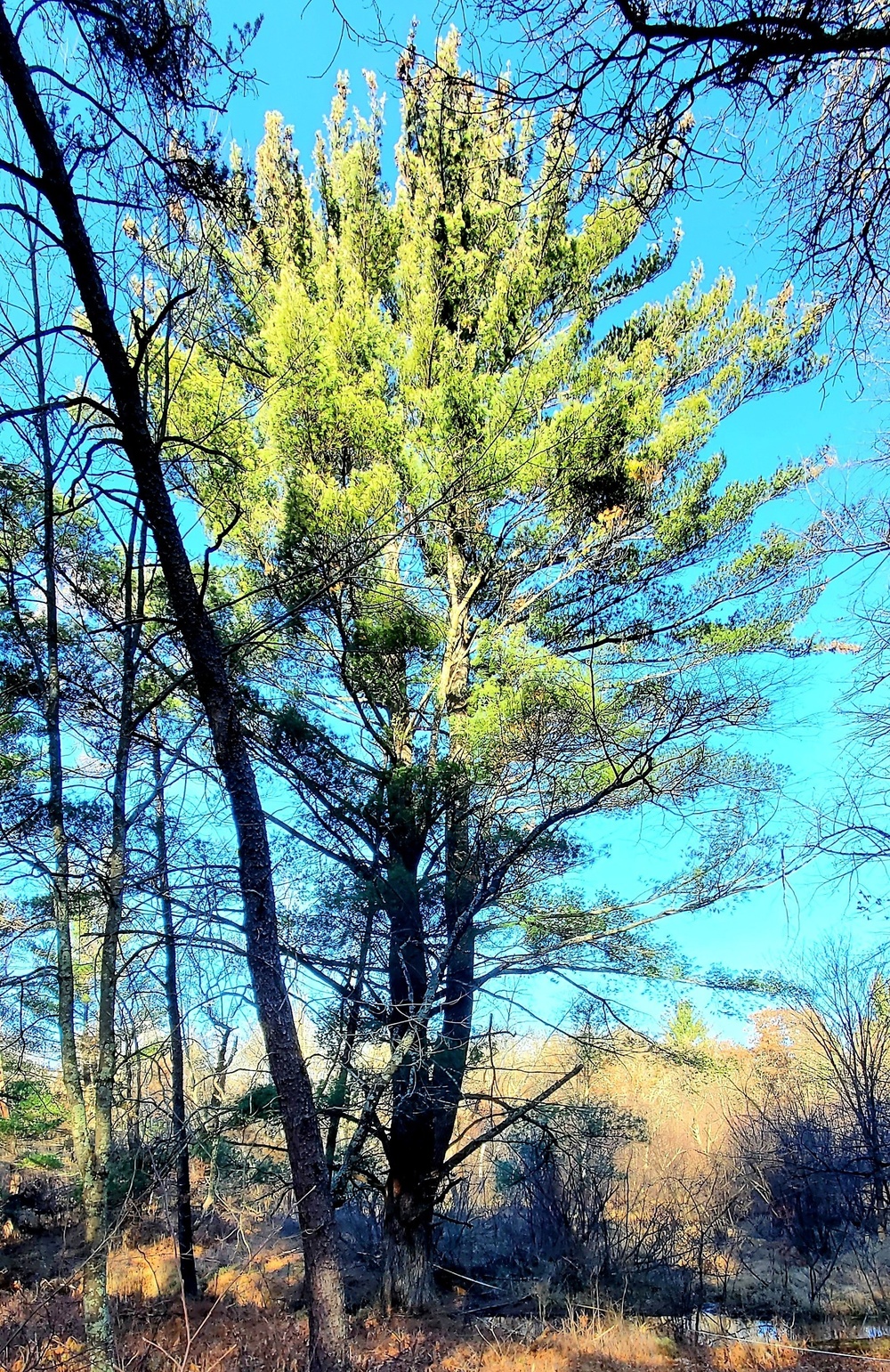 Century-old tree documented in Fort McCoy’s Pine View Recreation Area