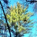 Century-old tree documented in Fort McCoy’s Pine View Recreation Area