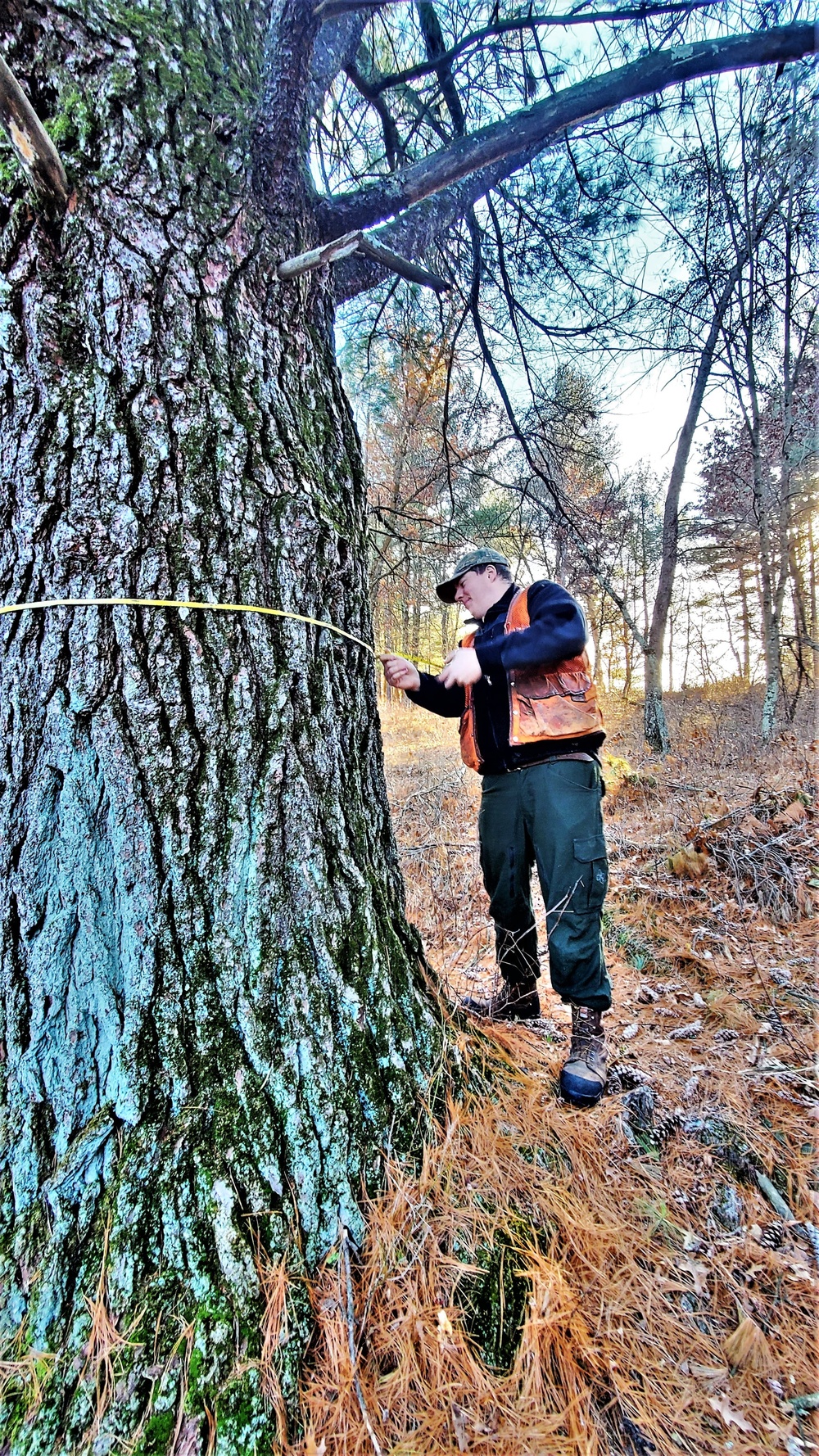 Century-old tree documented in Fort McCoy’s Pine View Recreation Area