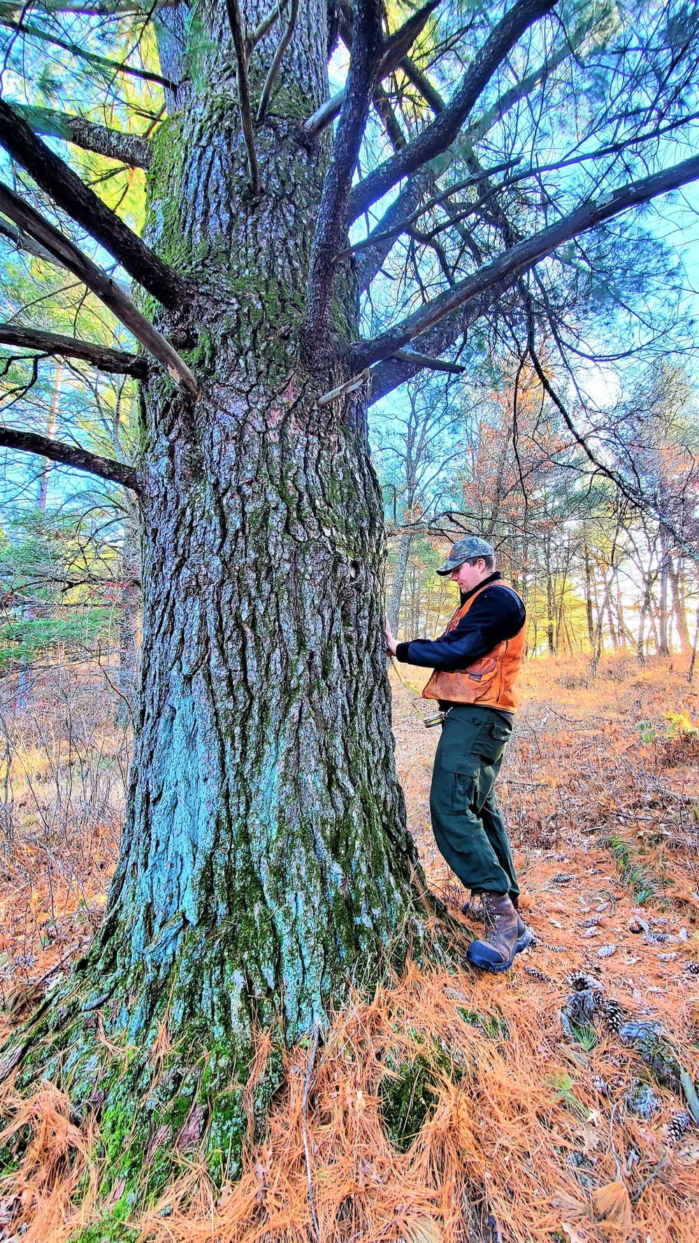 Century-old tree documented in Fort McCoy’s Pine View Recreation Area