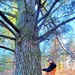 Century-old tree documented in Fort McCoy’s Pine View Recreation Area