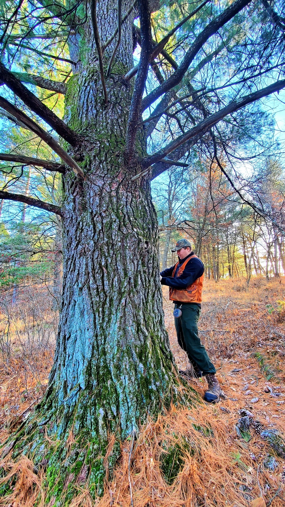 Century-old tree documented in Fort McCoy’s Pine View Recreation Area