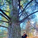 Century-old tree documented in Fort McCoy’s Pine View Recreation Area