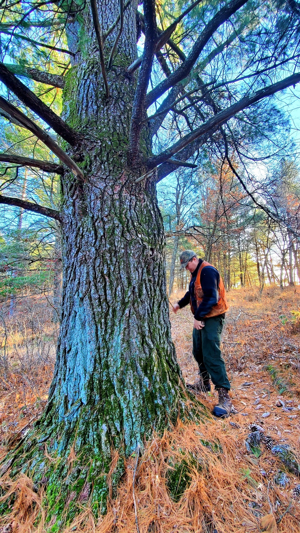 Century-old tree documented in Fort McCoy’s Pine View Recreation Area