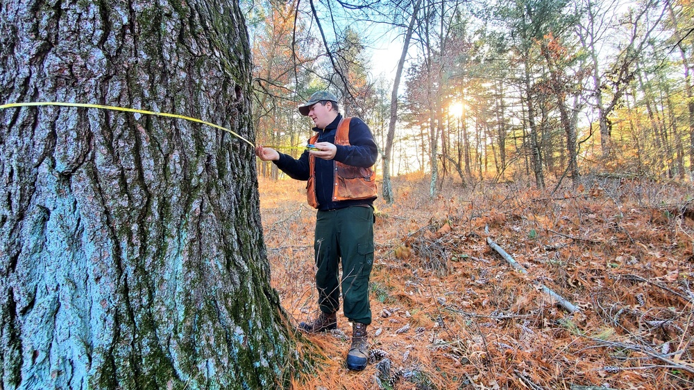 Century-old tree documented in Fort McCoy’s Pine View Recreation Area