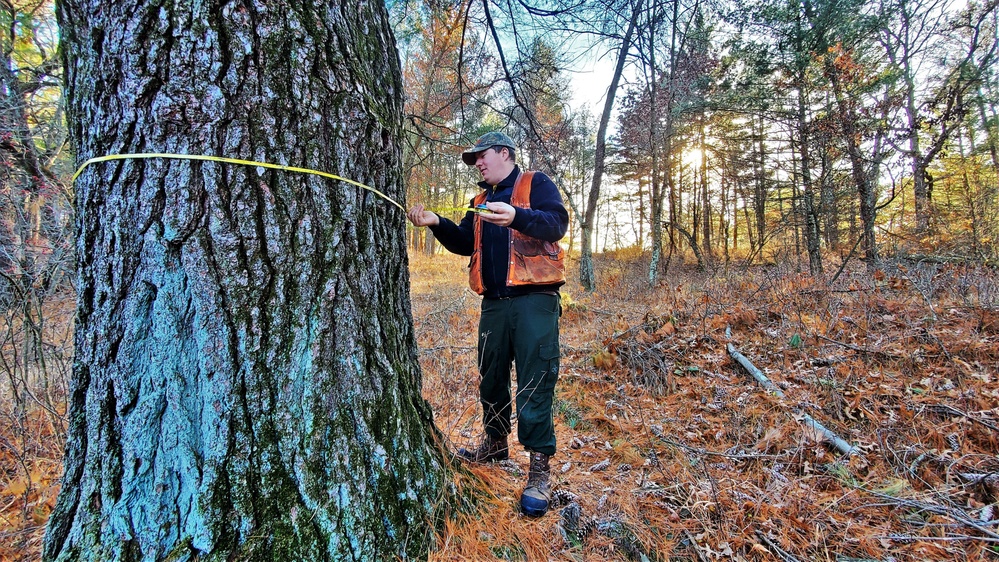 Century-old tree documented in Fort McCoy’s Pine View Recreation Area