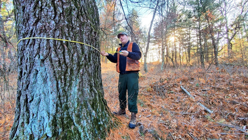 Century-old tree documented in Fort McCoy’s Pine View Recreation Area