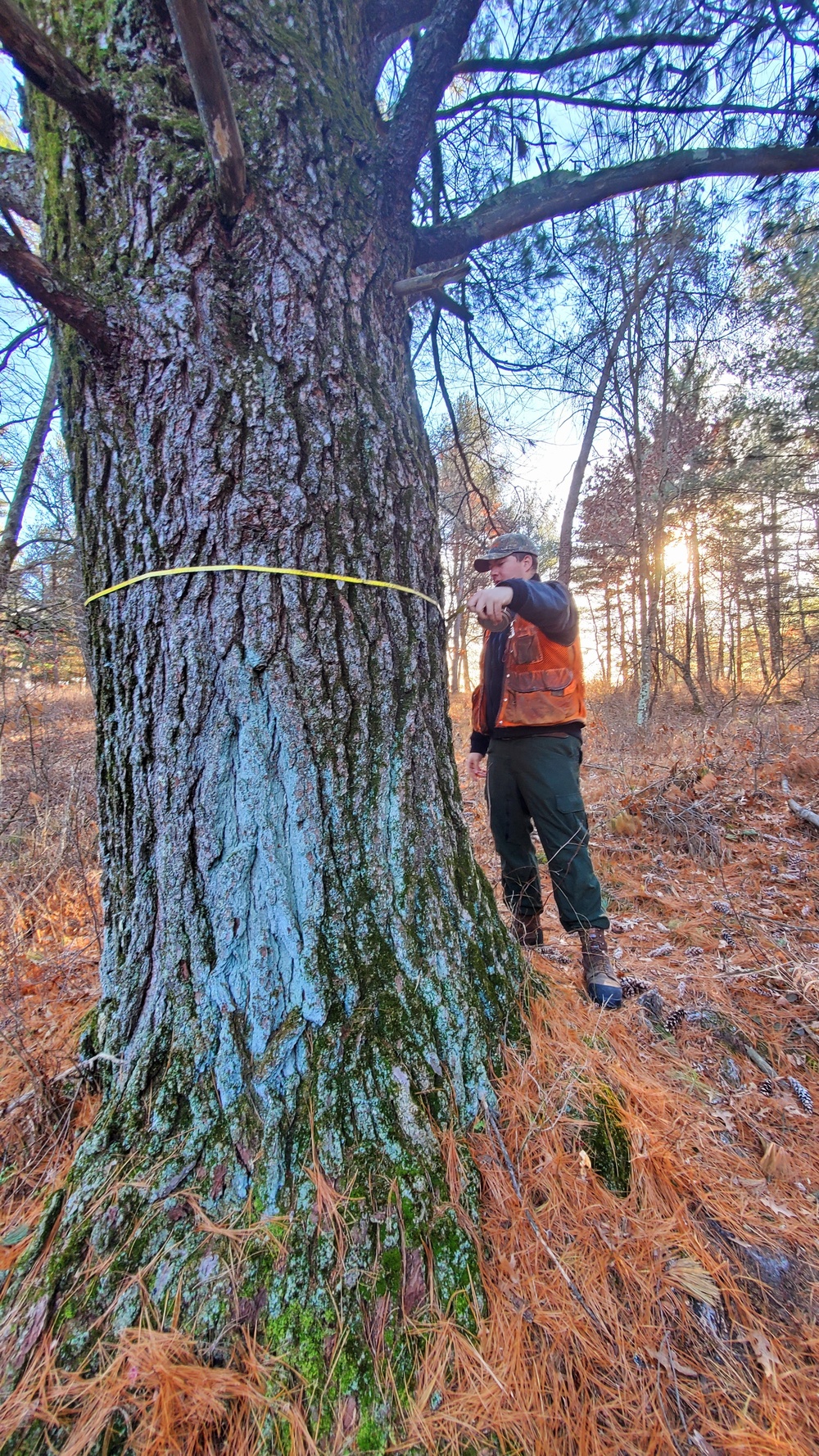 Century-old tree documented in Fort McCoy’s Pine View Recreation Area