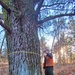 Century-old tree documented in Fort McCoy’s Pine View Recreation Area