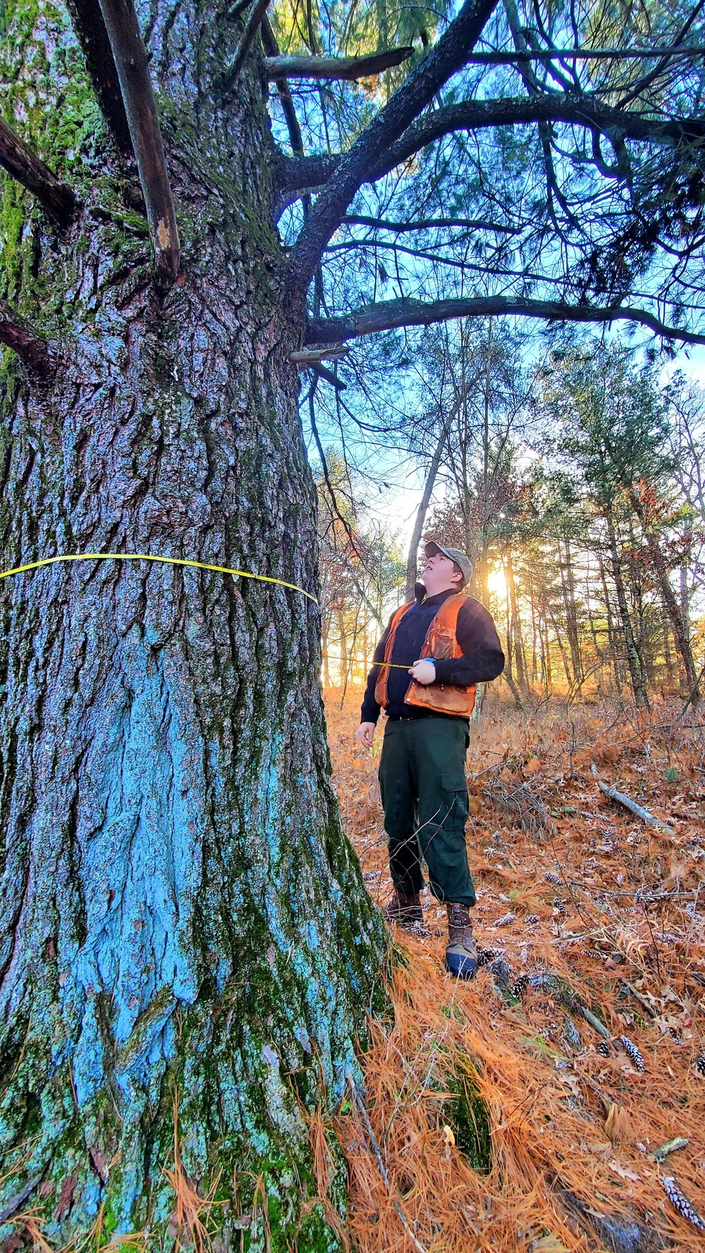 Century-old tree documented in Fort McCoy’s Pine View Recreation Area