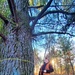 Century-old tree documented in Fort McCoy’s Pine View Recreation Area