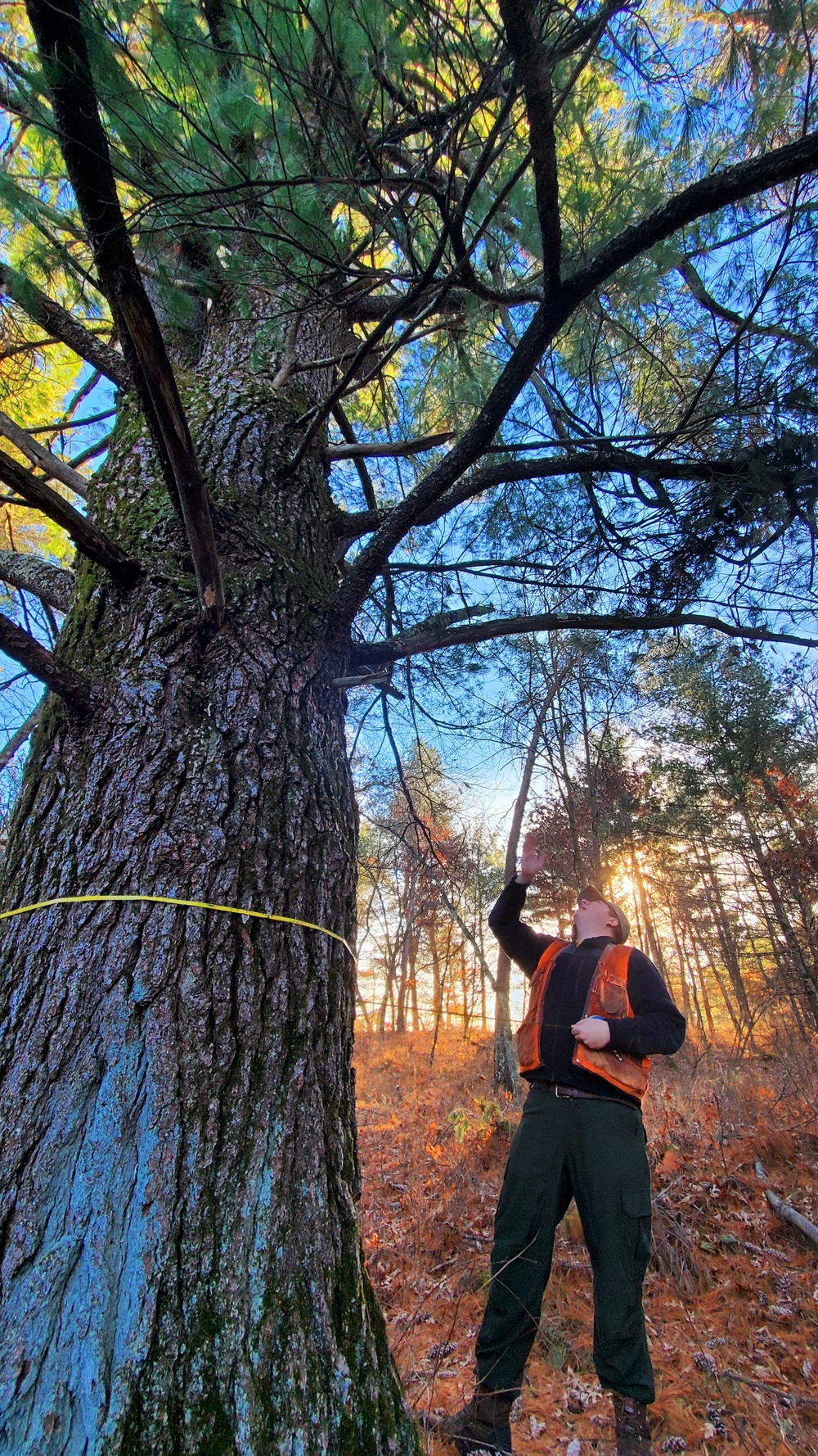 Century-old tree documented in Fort McCoy’s Pine View Recreation Area